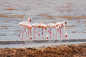 A flock of lesser flamingos foraging at Lake Elementaita in Soysambu Conservancy, Naivasha, Kenya