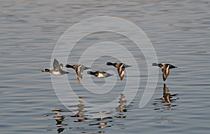 Flock of Lesser Scaups / Ducks photo