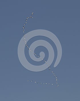 Flock of lesser Snow Geese against a blue sky