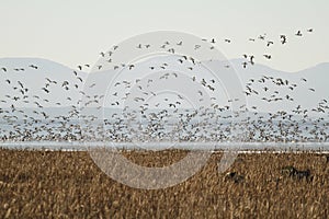 Flock of lesser Snow Geese taking off or landing during migration