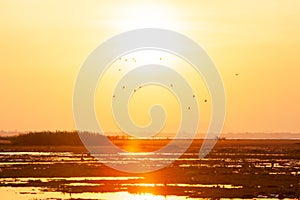 A flock of Lesser Whistling-Duck flying against golden sun setting over the lake in summer