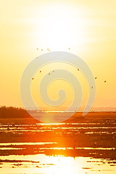 A flock of Lesser Whistling-Duck flying against golden sun setting over the lake in summer