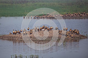 Flock of Lesser whistling ducks in Keoladeo Ghana National Park, Bharatpur, India.