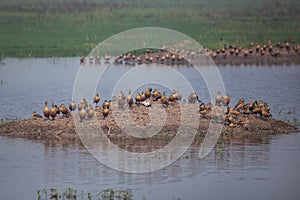Flock of Lesser whistling ducks in Keoladeo Ghana National Park, Bharatpur, India. photo
