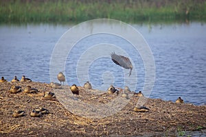 Flock of Lesser whistling ducks in Keoladeo Ghana National Park, Bharatpur, India. photo