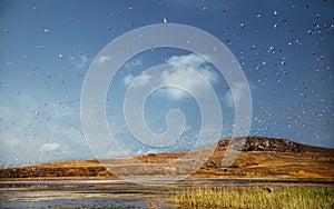 Flock of little birds above swampy salt lake