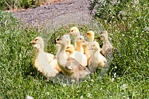 A flock of little geese grazing in green grass