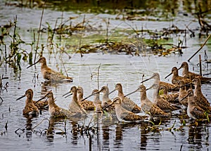 Flock of The long-billed dowitcher? a medium-sized shorebird with a long bill belonging to the sandpiper family? Scolopacidae