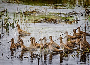 Flock of The long-billed dowitcher? a medium-sized shorebird with a long bill belonging to the sandpiper family? Scolopacidae photo