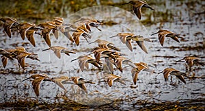 Flock of Long-billed dowitchers take flight in Florida