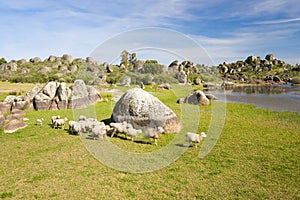 Flock in Los Barruecos