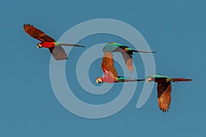 Flock of macaws flying in the peruvian Amazon jungle at Madre de