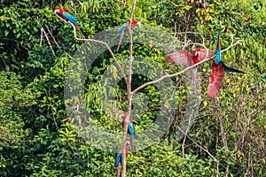 flock of macaws standing in a three in the peruvian Amazon jungle at Madre de Dios Peru photo