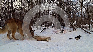 Flock of magpie and dog