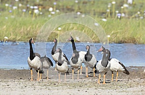 Flock of Magpie geese.