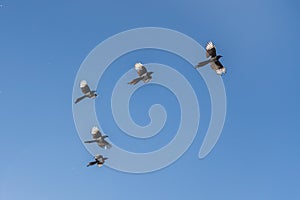 A flock of magpies with light wings is flying on the blue sky background