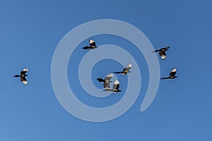 A flock of magpies with light wings is flying on the blue sky background