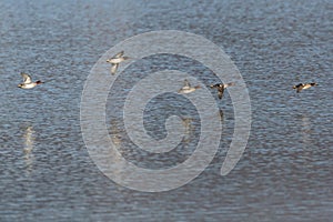 flock of male common teals (Anas crecca) flying over water surface