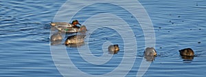 Flock of male and female Green-winged Teal ducks swimming and feeding in the sea water