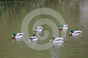 Flock of male mallards on a pond.