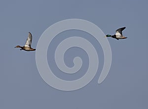 A flock of mallard ducks