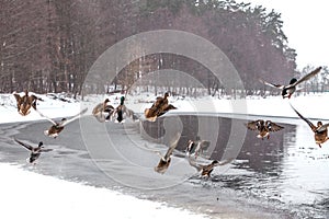 Flock of Mallard Ducks in flight over winter lake and forest lan