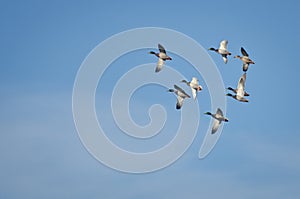 Flock of Mallard Ducks Flying in Blue Sky