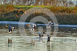 A flock of mallard ducks landing