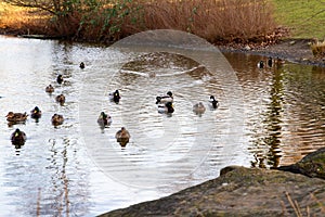 Flock of mallard ducks swim in a pond
