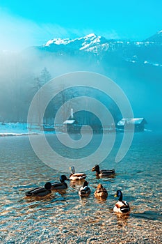 Flock of mallard wild ducks swimming in Bohinj lake in cold misty winter morning