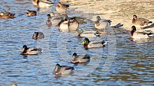 flock of mallards with beautiful plumage on an autumn lake