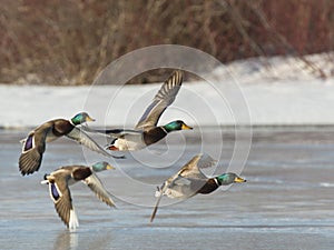 Flock of Mallards photo