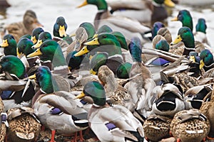 Flock of Mallards on an icy river