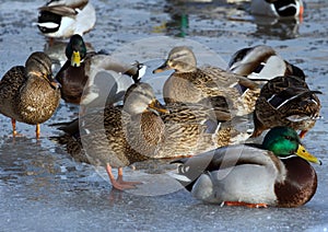 Flock of the mallards on the pond ice. Birds on the pond in winter.