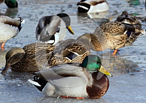 Flock of the mallards on the pond ice. Birds on the pond in winter.