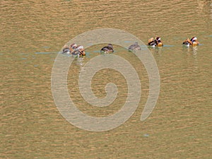 Flock of Mandarin with two Eastern Spot-billed ducks