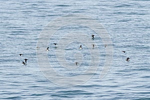 A flock of Manx Shearwater, Puffinus puffinus.