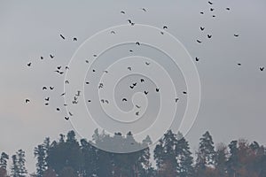 Flock of many black carrion crows corvus corone flying in gray sky