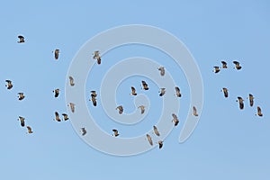 Flock of many pewits vanellus vanellus in flight in blue sky