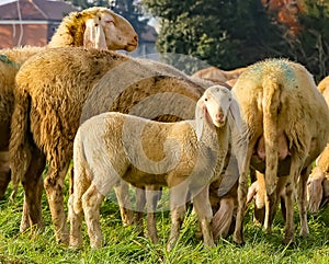 Flock with many sheep grazing in the meadow