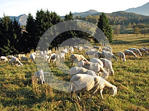 Flock with many sheep with long white fleece grazing on mountain