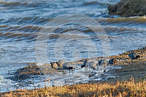 Flock of marsh bird, the American coot, also known as a mud hen or pouldeau, on the beach photo