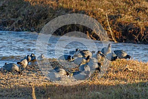 Flock of marsh bird, the American coot, also known as a mud hen or pouldeau, on the beach photo