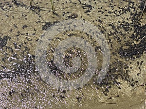 A flock of marsh brown frog tadpoles in the shallows of a clear alpine lake in the Swiss Alps and in area of the mountain Gotthard