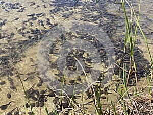 A flock of marsh brown frog tadpoles in the shallows of a clear alpine lake in the Swiss Alps and in area of the mountain Gotthard