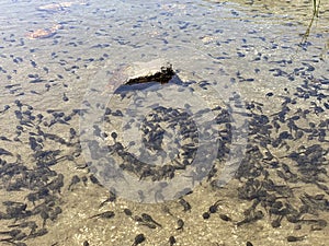 A flock of marsh brown frog tadpoles in the shallows of a clear alpine lake in the Swiss Alps and in area of the mountain Gotthard