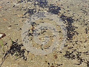 A flock of marsh brown frog tadpoles in the shallows of a clear alpine lake in the Swiss Alps and in area of the mountain Gotthard