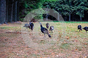 Flock of Meleagris gallopavo wild turkeys eating in a Wisconsin field