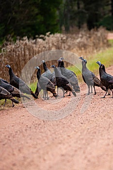 Flock of Meleagris gallopavo wild turkeys on a Wisconsin gravel road