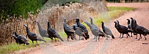 Flock of Meleagris gallopavo wild turkeys on a Wisconsin gravel road